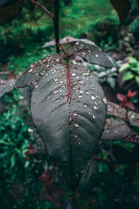 Close-up of raindrops on leaves