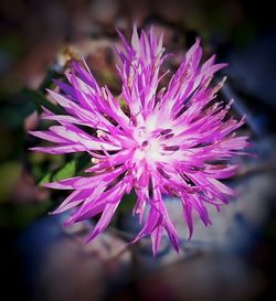 Close-up of pink flowers