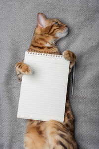 Top view of a cat with a white notepad sheet and a pen. copy space.