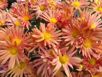 High angle view of pink flowering plants