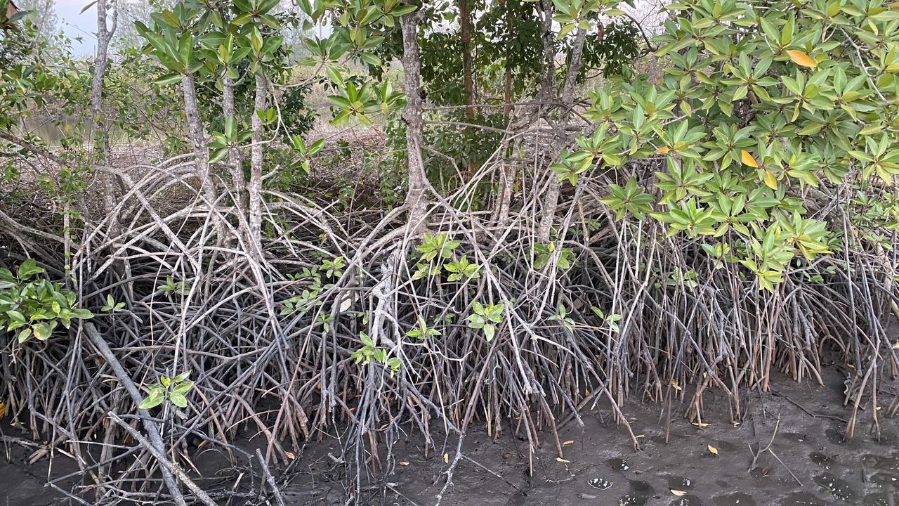 PLANTS GROWING IN SWAMP