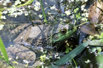 Close-up of bullfrog in lake