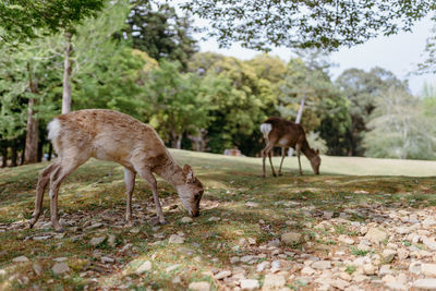 Deer standing on field