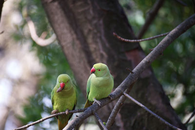 Low angle view of parrot perching on tree