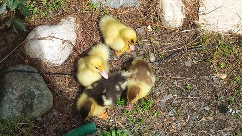 High angle view of ducklings in nest