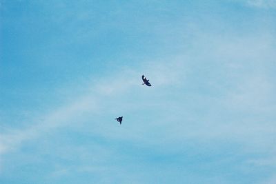 Low angle view of bird flying against blue sky