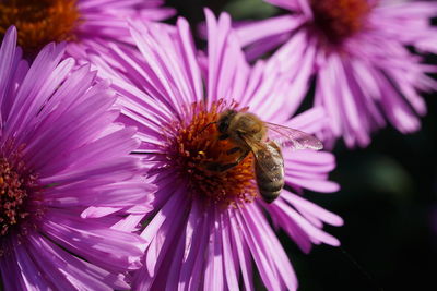 Close-up of bee pollinating on pink flower