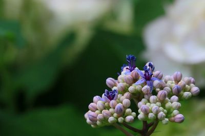 Close-up of purple flowers