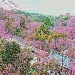 High angle view of trees on landscape against sky