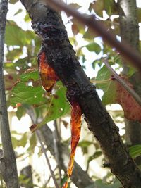 Low angle view of insect on branch