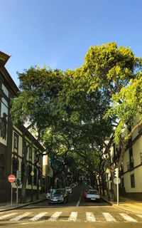 Street amidst trees and buildings against sky