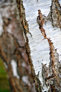 Close-up of lichen on tree trunk