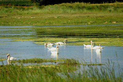 Birds swimming in lake