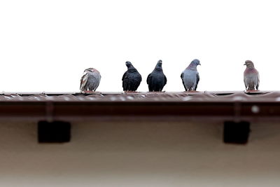 Low angle view of birds perching on cable