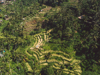 High angle view of trees growing on field