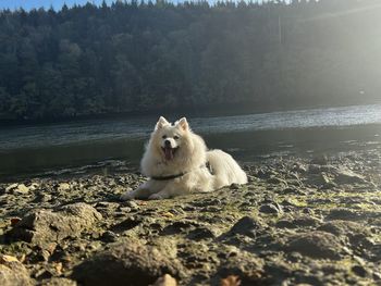 Dog running on beach