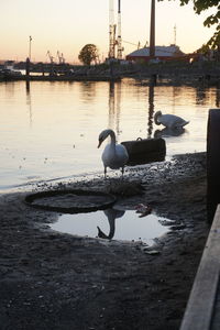 Swans swimming in lake