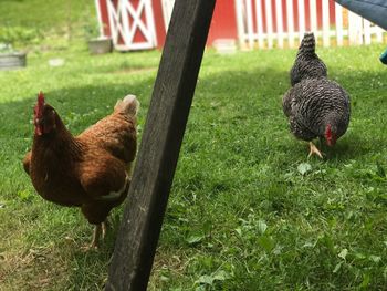 Close-up of rooster on field