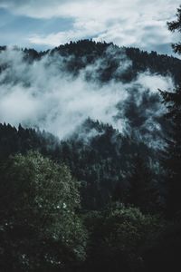 Scenic view of forest against sky