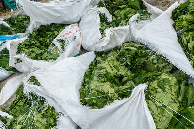 High angle view of fresh green plants in plastic