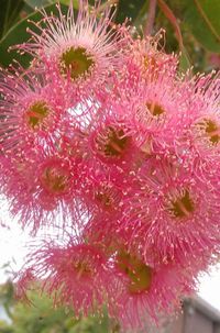 Close-up of pink flowers