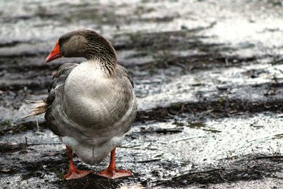 Close-up of a duck