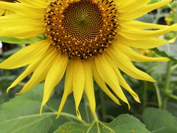 Close-up of sunflower