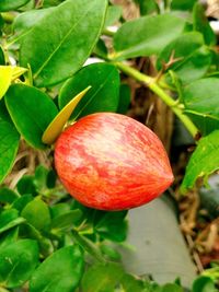 Close-up of strawberry growing on tree