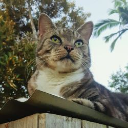 Low angle view of cat