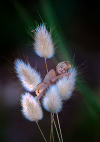 Close-up of dandelion flower