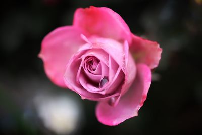 Close-up of pink rose