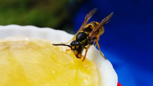 Close-up of ant on yellow flower