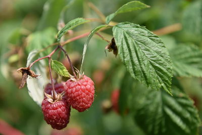 Close-up of raspberries growing on tree