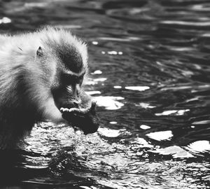 Close-up of monkey in lake