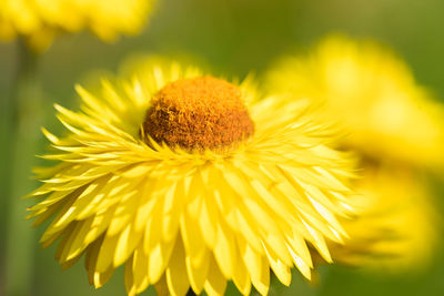 Close-up of yellow flower