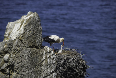 Bird perching on wooden post