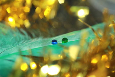 Close-up of peacock in water