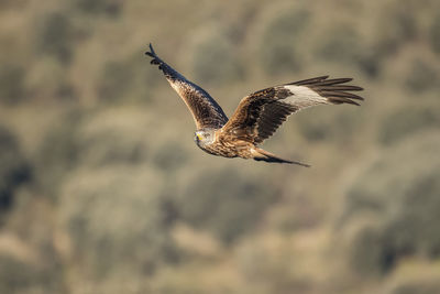 Low angle view of eagle flying