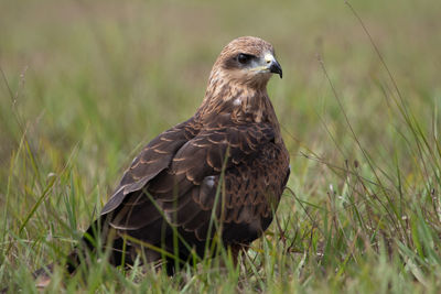 Close-up of eagle on land