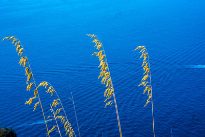 High angle view of yellow blue sea against sky