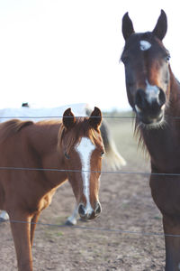 Horses standing on field against sky