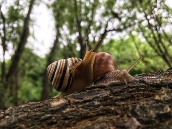 Close-up of snail on tree trunk