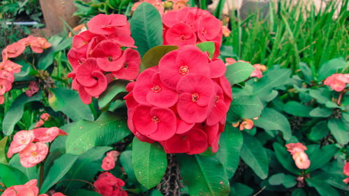 Close-up of pink flowers