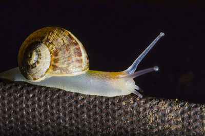 Close-up of snail