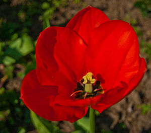 Close-up of red flower