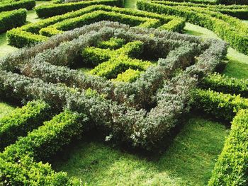 High angle view of green plants in garden