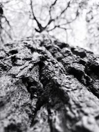 Close-up of tree trunk