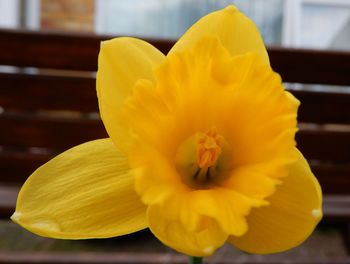 Close-up of yellow daffodil flower