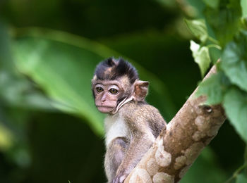 Close-up of monkey on tree