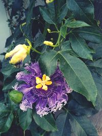 Close-up of purple flowering plant